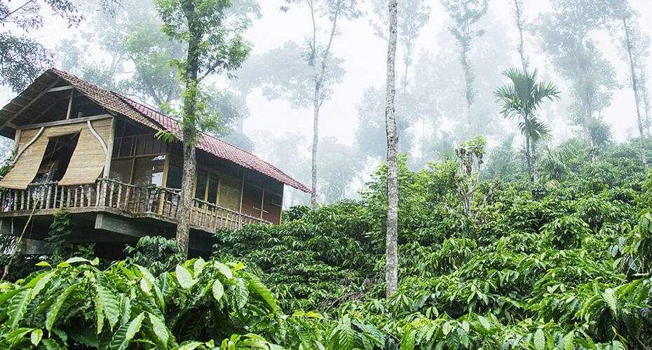 The Coffee County Resorts, Wayanad 4